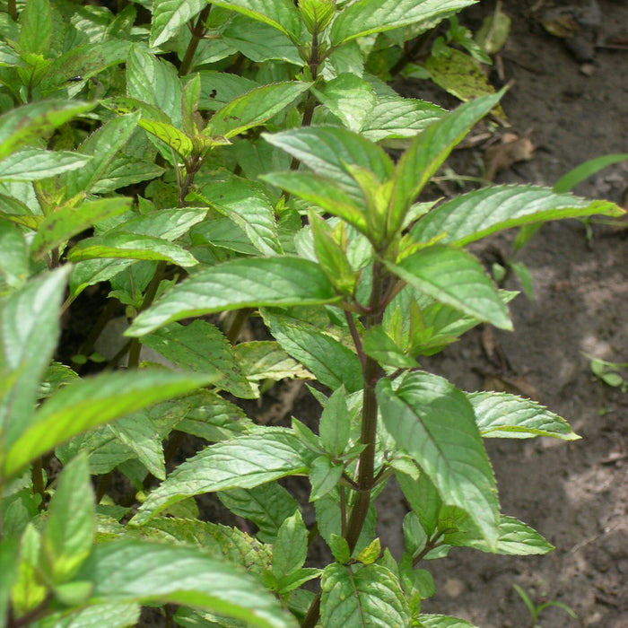 Peppermint (Mentha piperita) with Leucidal preservative - Hydrosol