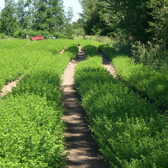 Melissa (Melissa officinalis) - Organic Essential Oil 