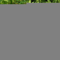 Lemon balm (Melissa officinalis) - Perfume, 10ml