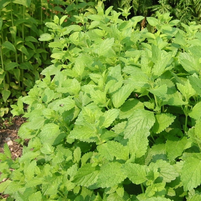 Mélissa officinale (Melissa officinalis) Québec - Hydrolat bio