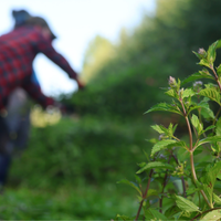 Menthe poivrée (Mentha piperita) Québec - Hydrolat bio