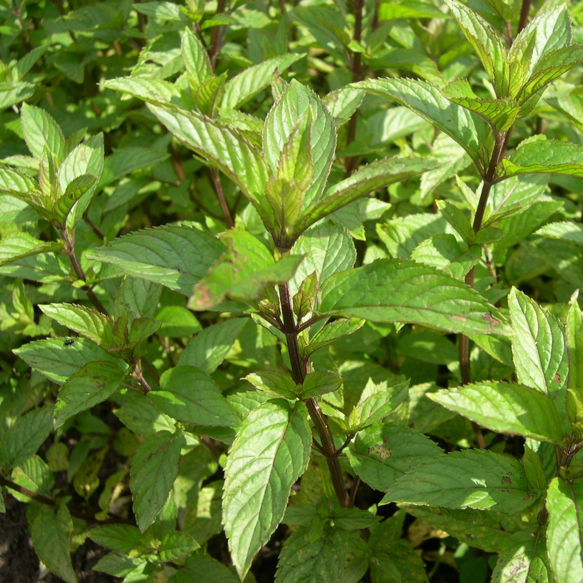 Peppermint (Mentha piperita) - Organic Gourmet Oil