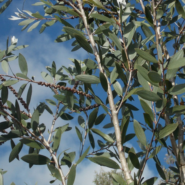 Niaouli ct. 1,8-cineole (Melaleuca quinquenervia) - Organic Essential Oil 