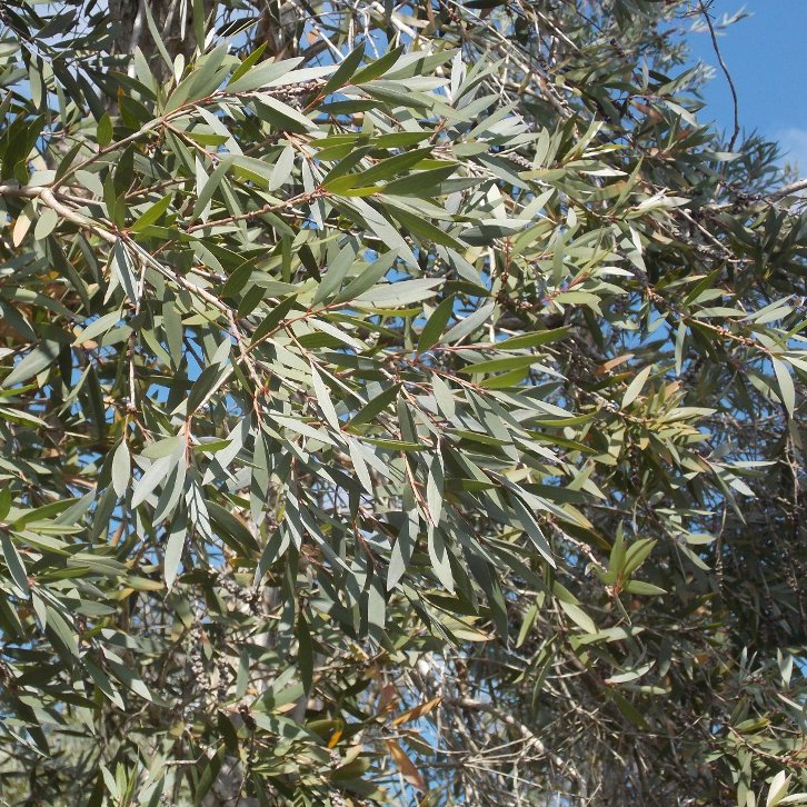 Nerolina ct. Nerolidol (Melaleuca quinquenervia) - Essential Oil