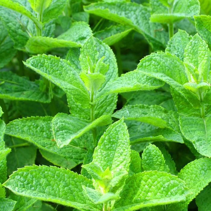 Spearmint (Mentha viridis) - Organic Essential Oil