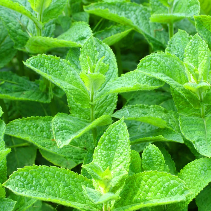 Menthe verte (Mentha viridis) - Huile essentielle bio