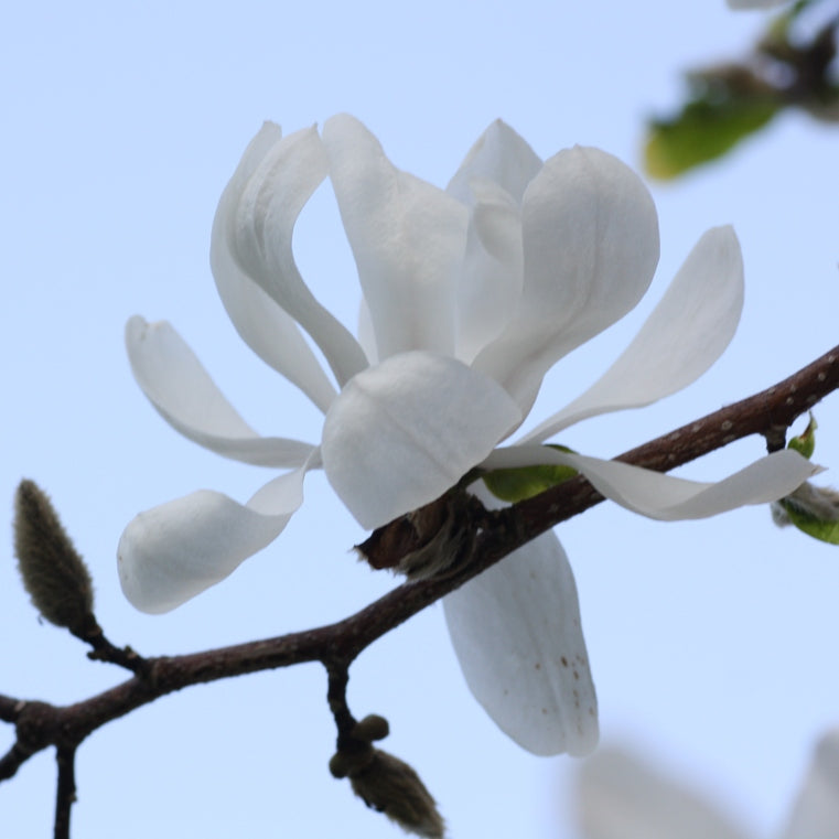 Magnolia (Michelia alba) - Huile essentielle