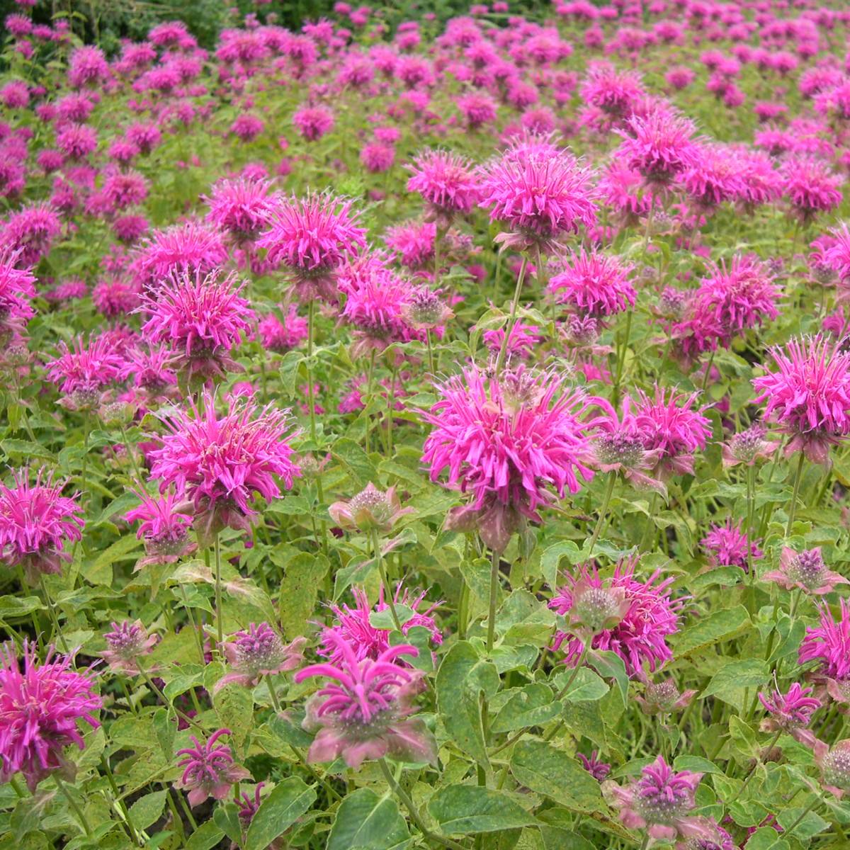 Monarde écarlate (Monarda didyma) - Huile essentielle bio