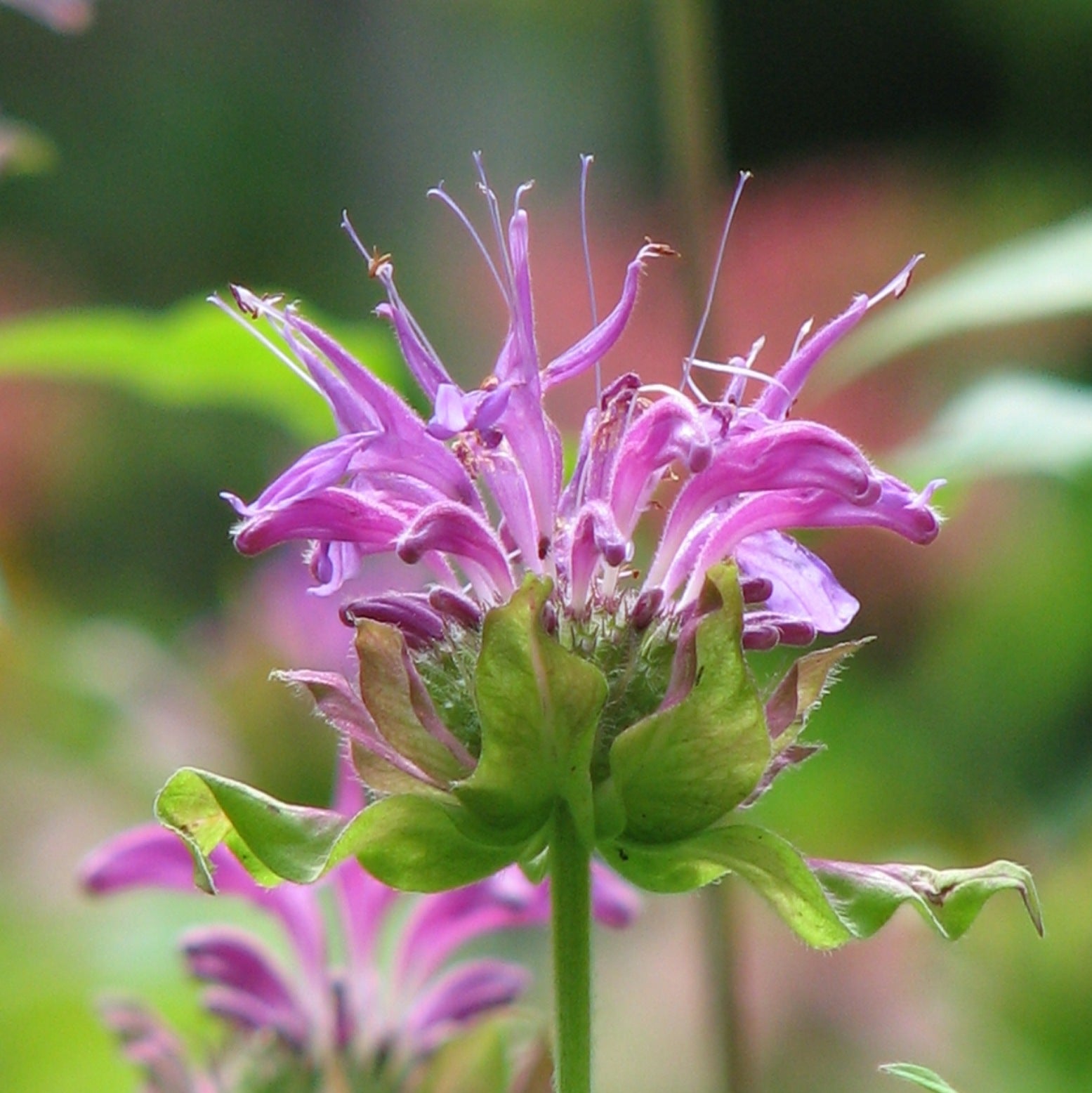 Monarde fistuleuse (Monarda fistulosa) - Huile essentielle