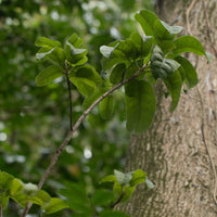 Baume du Pérou (Myroxylon balsamum) - Oléorésine
