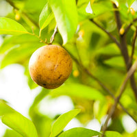 Nutmeg (Myristica fragrans) Organic Essential Oil