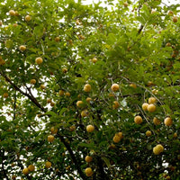 Nutmeg (Myristica fragrans) Organic Essential Oil