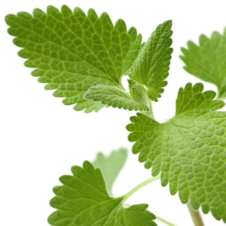Catnip (Nepeta Cataria) - Essential Oil