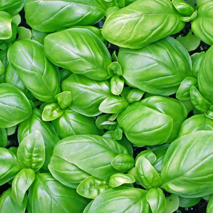 Basil Grand Vert ct. linalool (Ocimum basilicum) Essential Oil