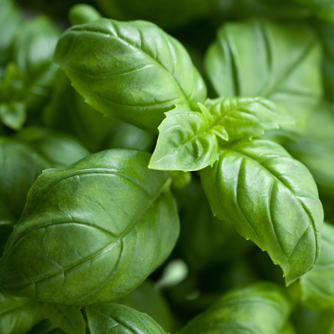 Basil (Ocimum basilicum) - Organic Gourmet Oil