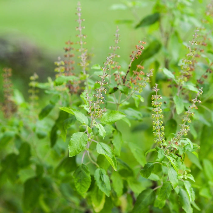 Basilic sacré (Ocimum tenuiflorum) - Huile essentielle bio