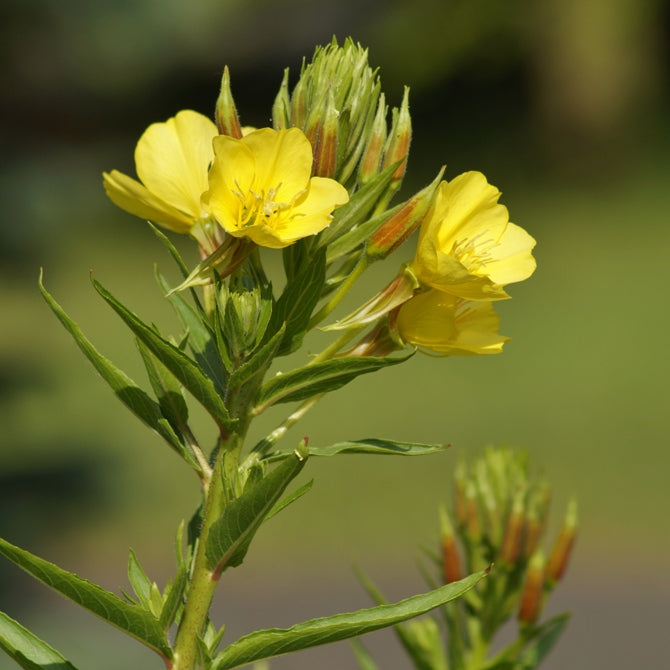 Evening Primrose (Oenothera biennis) - Organic Virgin Vegetable Oil