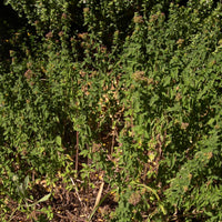 Oregano Compactum (Origanum compactum) - Organic Essential Oil