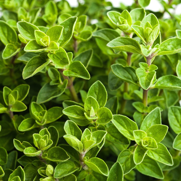 Oregano Compactum (Origanum compactum) - Organic Essential Oil