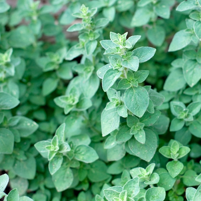 Oregano Kaliteri (Origanum vulgare var. kaliteria) - Essential Oil 