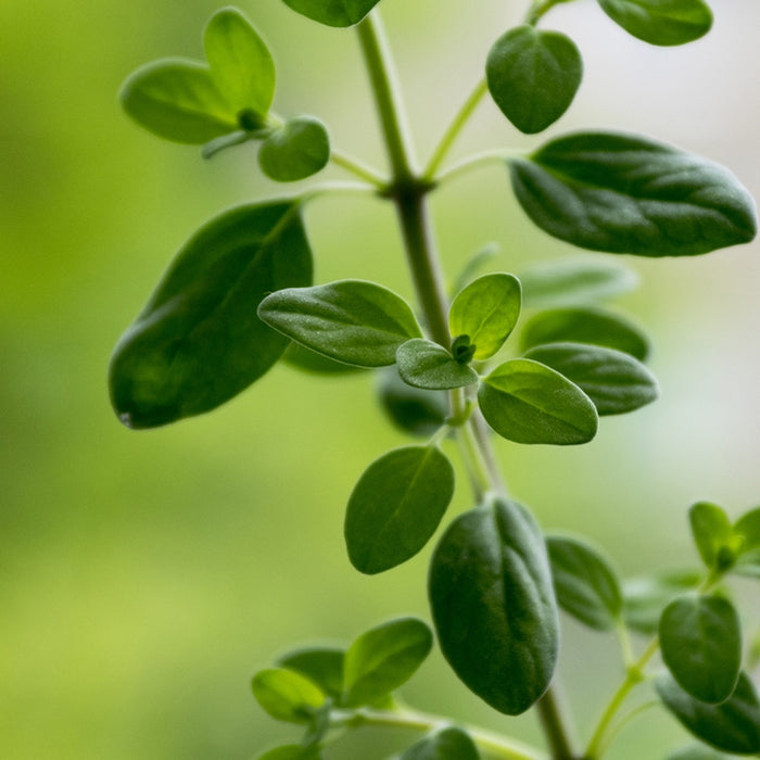 Marjolaine à coquilles (Origanum majorana) - Huile essentielle bio