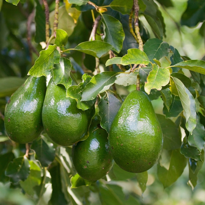 Avocado (Persea americana) - Organic Virgin Vegetable Oil