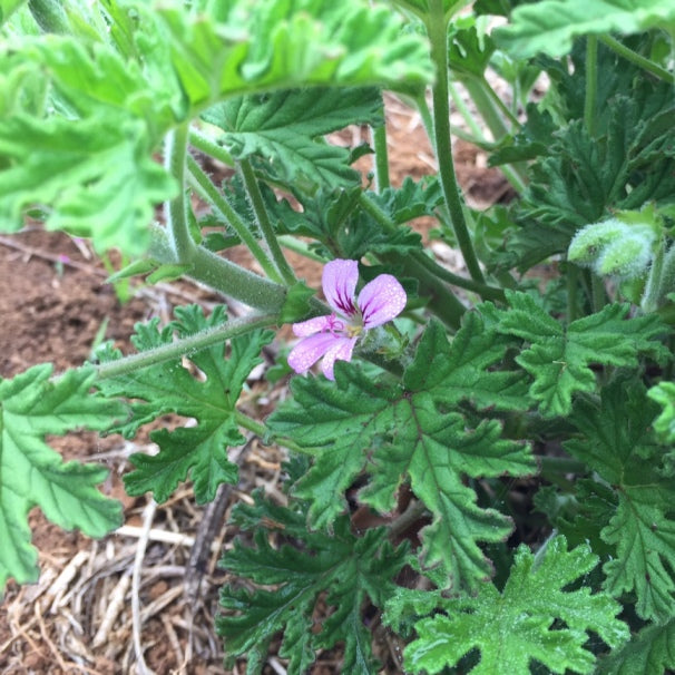 Geranium (Pelargonium graveolens) - Organic hydrosol 