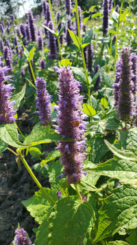 Fennel Agastache (Agastache foeniculum) - Organic Essential Oil