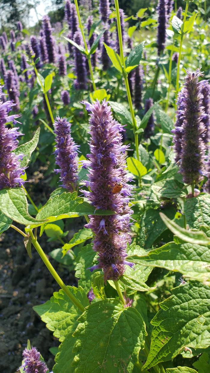 Fennel Agastache (Agastache foeniculum) - Organic Hydrosol from Quebec