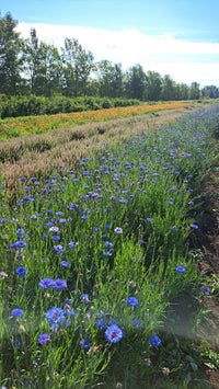 Centaurée bleuet (Centaurea cyanus) - Hydrolat biologique du Québec