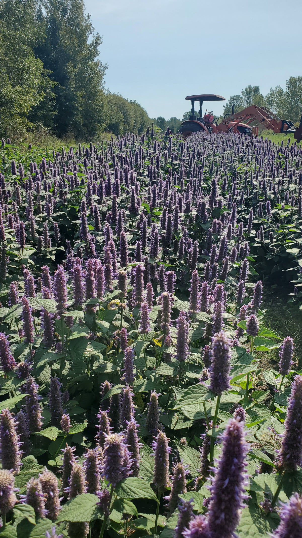Fennel Agastache (Agastache foeniculum) - Organic Essential Oil