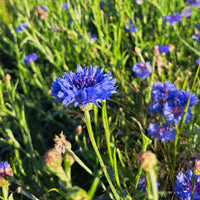 Centaurée bleuet (Centaurea cyanus) - Hydrolat biologique du Québec