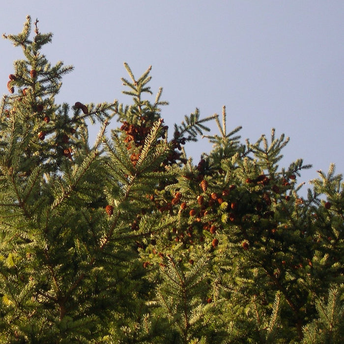 White Spruce (Picea glauca) - Organic Essential Oil 