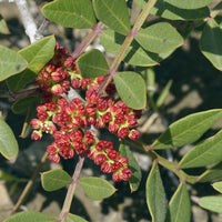 Lentisque pistachier (Pistacia lentiscus) - Huile essentielle bio