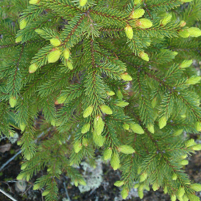 Black spruce (Picea mariana) - Organic hydrosol