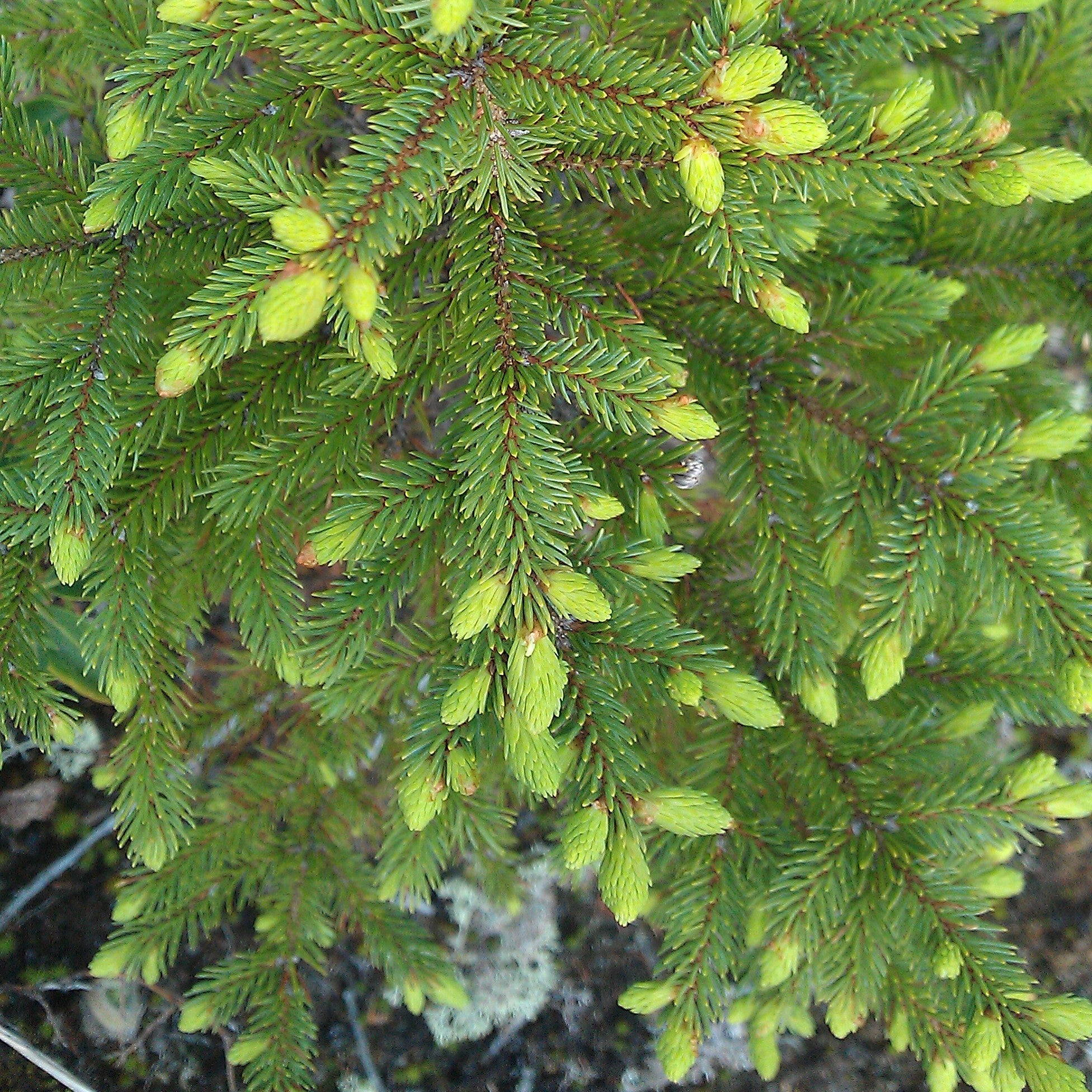 Black spruce (Picea mariana) - Organic hydrosol