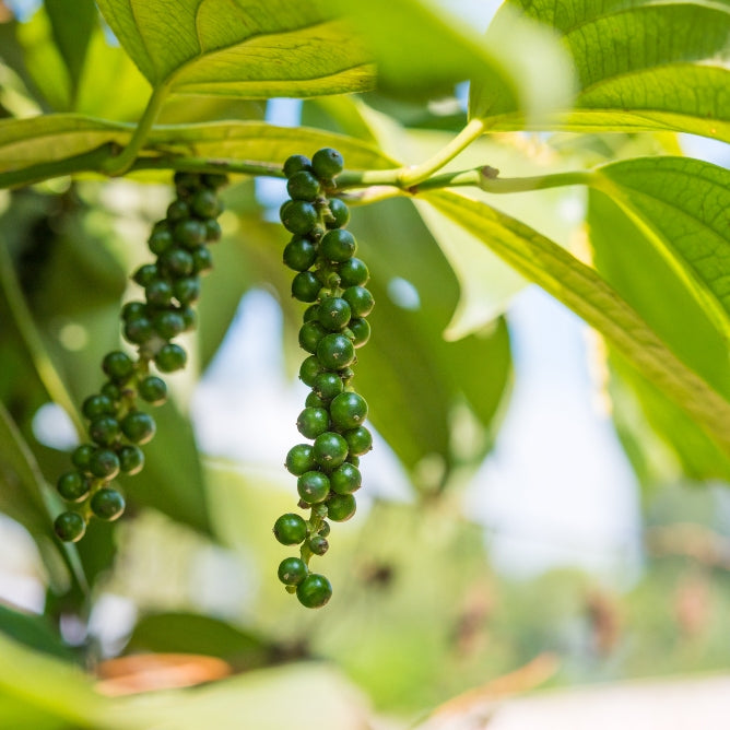 Black Pepper (Piper nigrum) - Organic Essential Oil