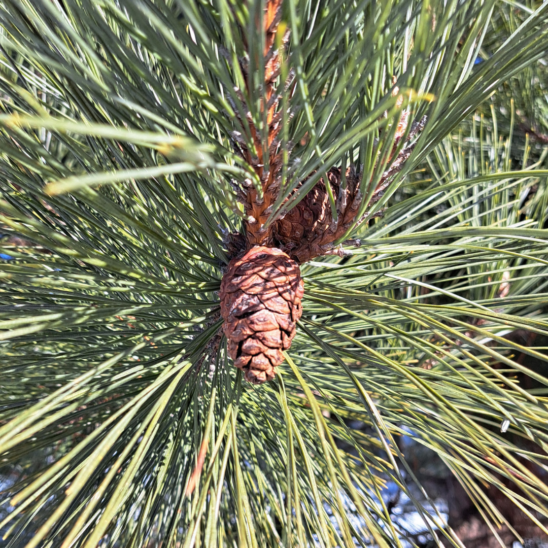 Pin rouge  (Pinus resinosa) - Huile essentielle bio