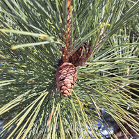 Pin rouge  (Pinus resinosa) - Huile essentielle bio