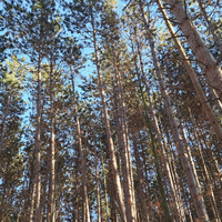 Pin rouge  (Pinus resinosa) - Huile essentielle bio