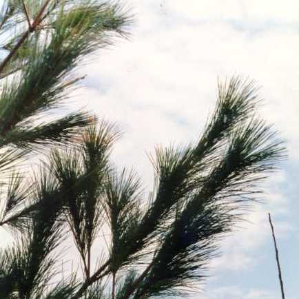 Norway Pine (Pinus resinosa) - Organic Essential Oil