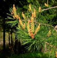 Scotch Pine (Pinus sylvestris) Quebec - Organic Essential Oil