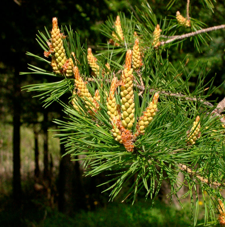 Scotch Pine (Pinus sylvestris) - Organic Essential Oil 
