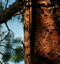 Scotch Pine (Pinus sylvestris) Quebec - Organic Essential Oil