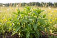 Peppermint (Mentha piperita) Natural Health Product (NHP) - Organic Essential Oil