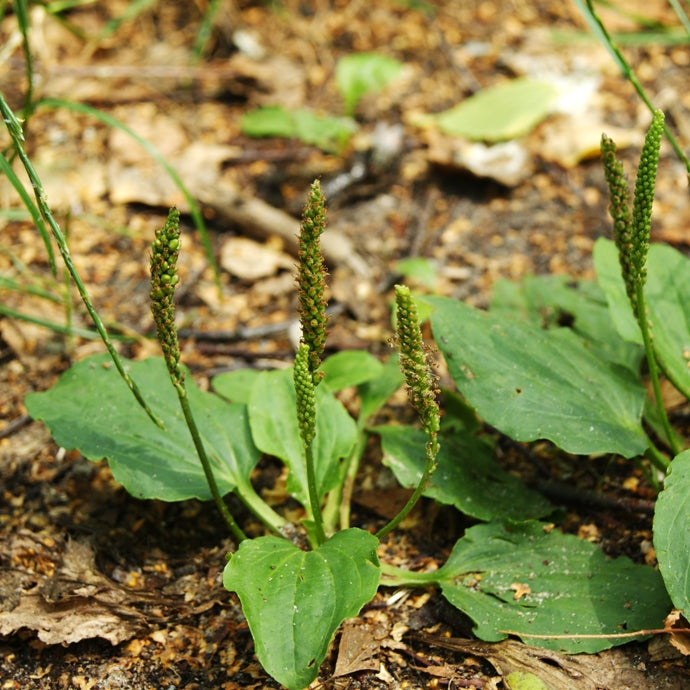 Plantain (Plantago major) - Organic Oily Macerate