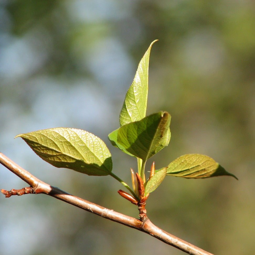 Balsam poplar (Populus balsamifera) - Organic hydrosol