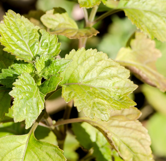 Patchouli (Pogostemon cablin) - Organic Essential Oil