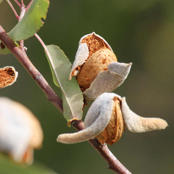 Amande douce (Prunus dulcis) - Huile végétale vierge bio