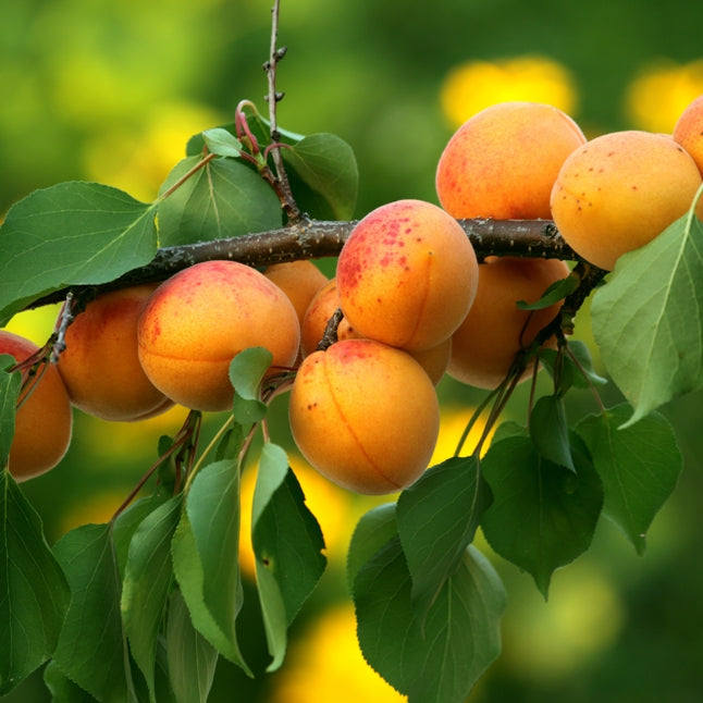 Apricot (Prunus armeniaca) - Organic Virgin Vegetable Oil
